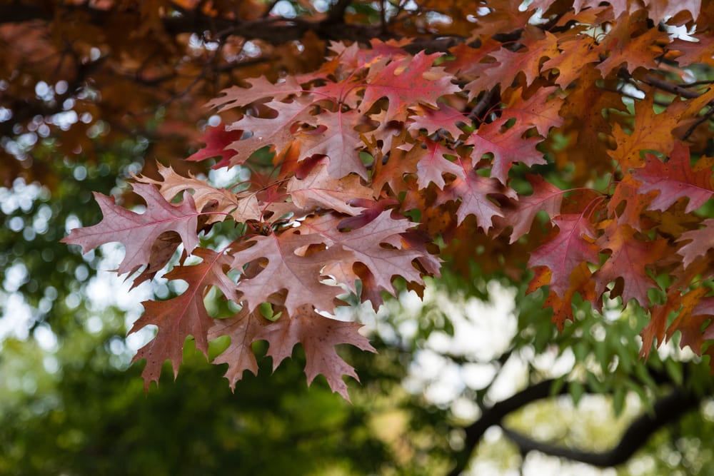 Autumn leaves of a Shumard oak tree