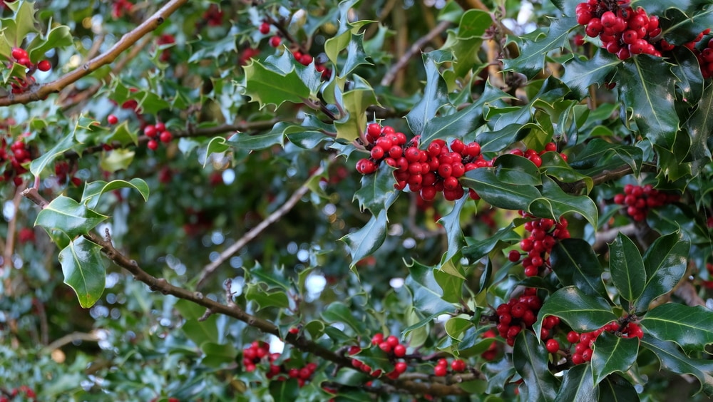 American holly with red fruits 