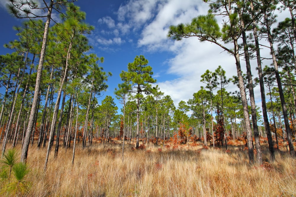 Longleaf pine trees and golden grasses