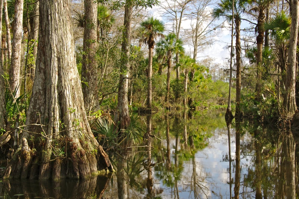 Trees in Everglades, Florida