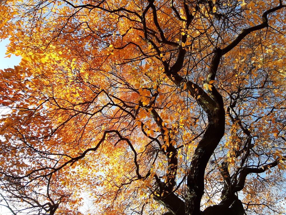View of the autumn leaves of a black tupelo trees