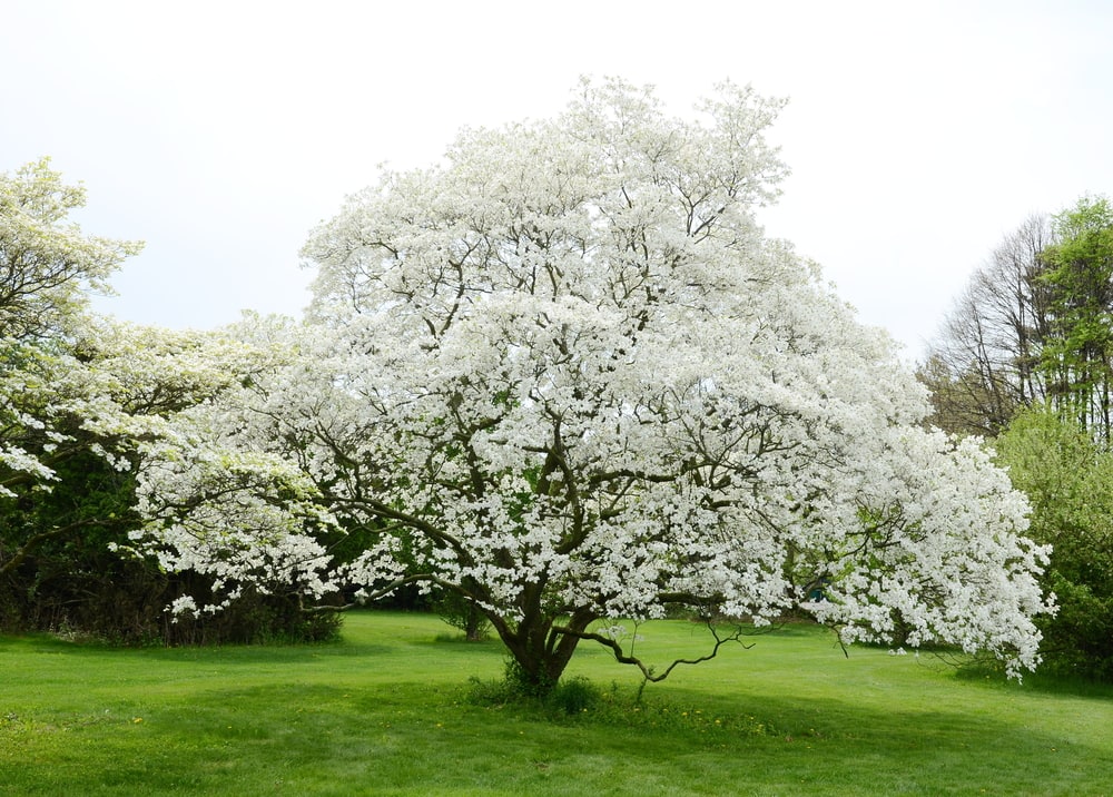 A white flowering dogwood tree