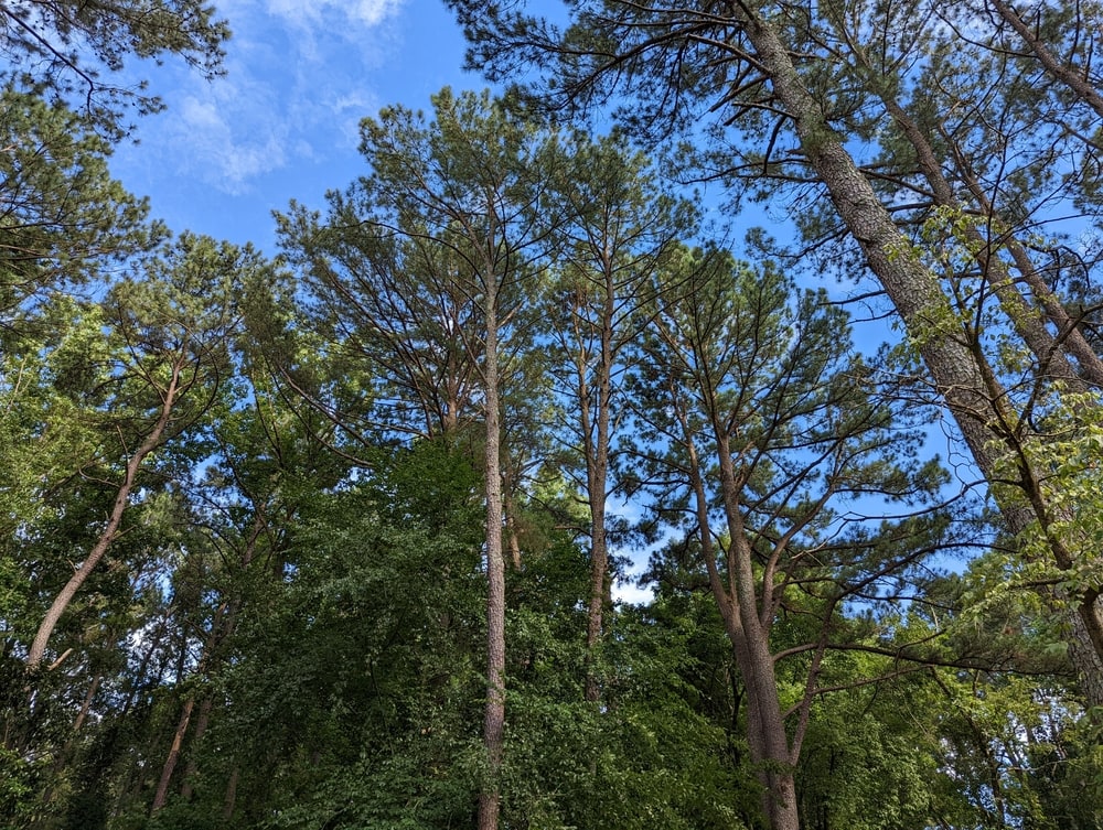 Tall Loblolly pine trees in a forest