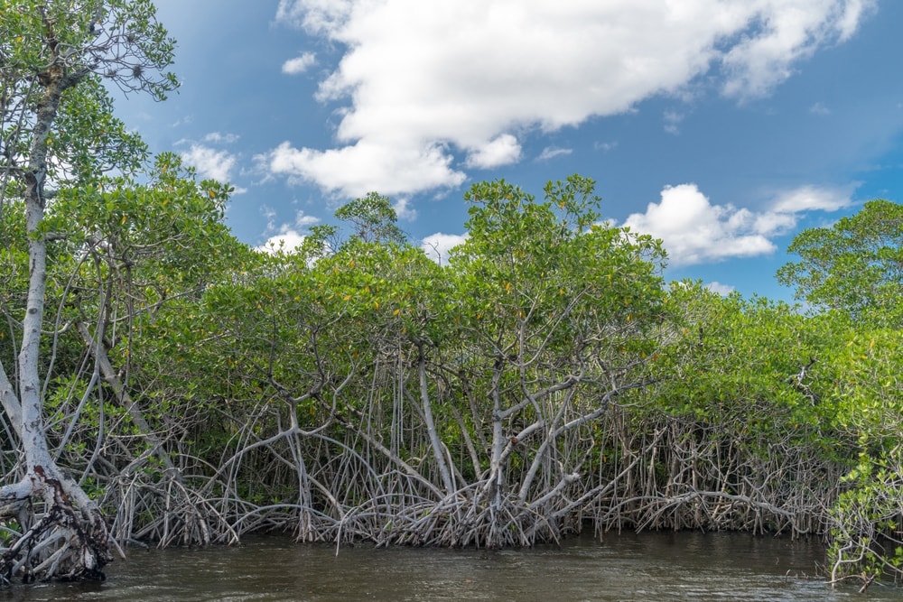 Mangrove trees in Everglades National Park