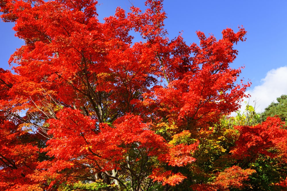 Red maple tree on a sunny day