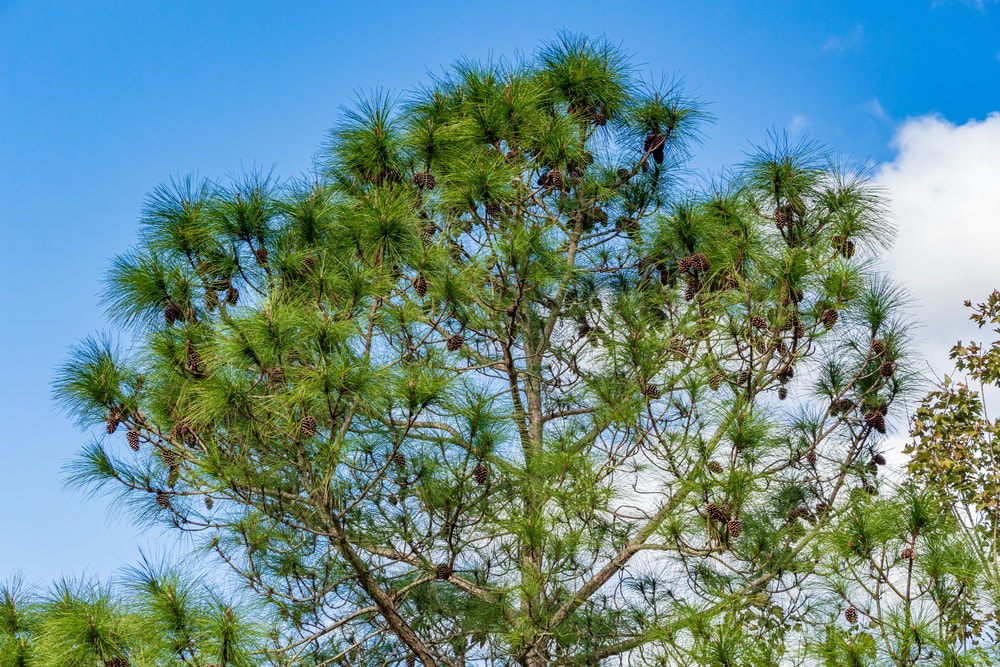 South Florida slash pine (Pinus elliottii densa) covered in pine cones