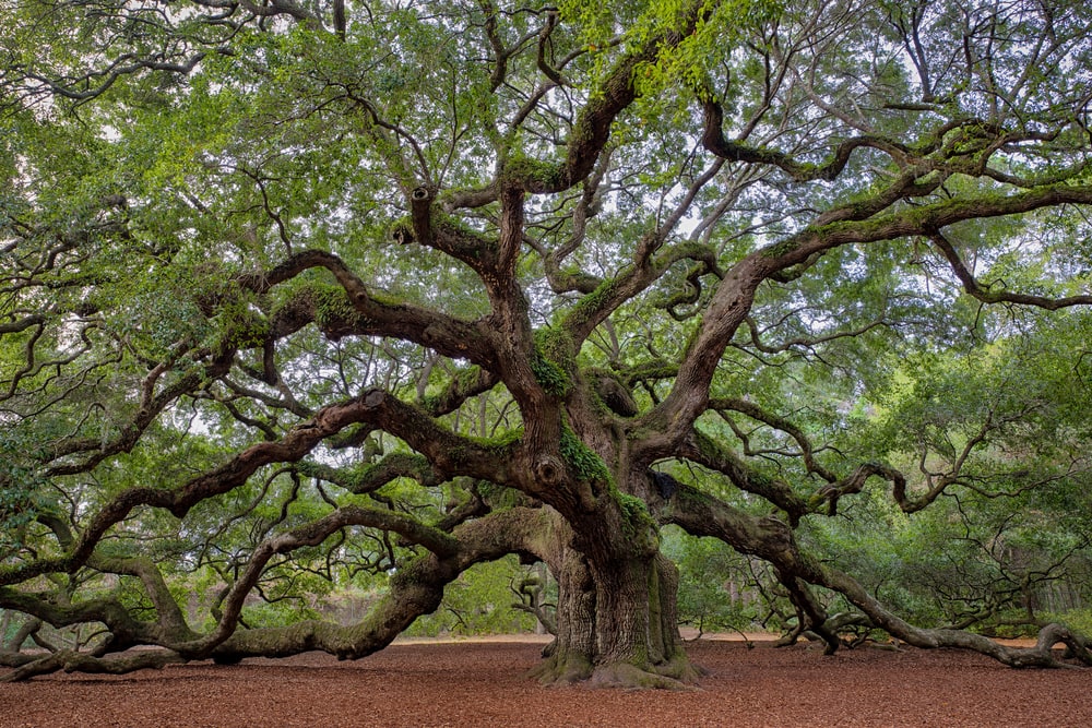 An old southern live oak tree