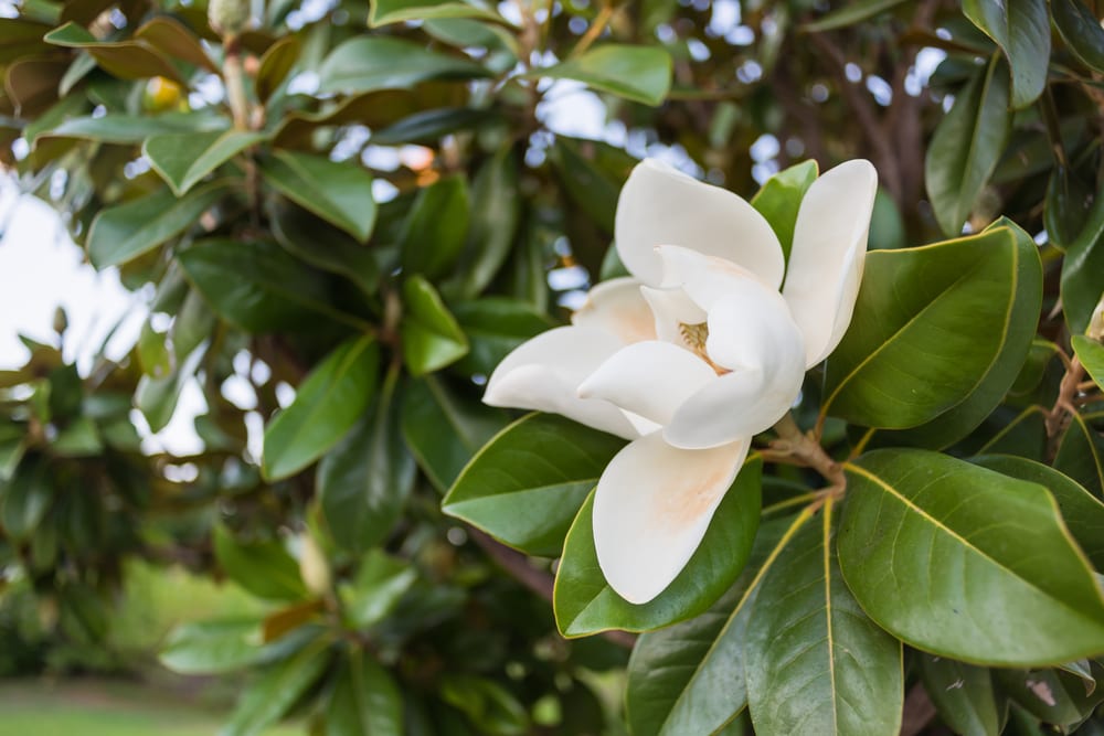 Close up of the southern magnolia flower on a tree