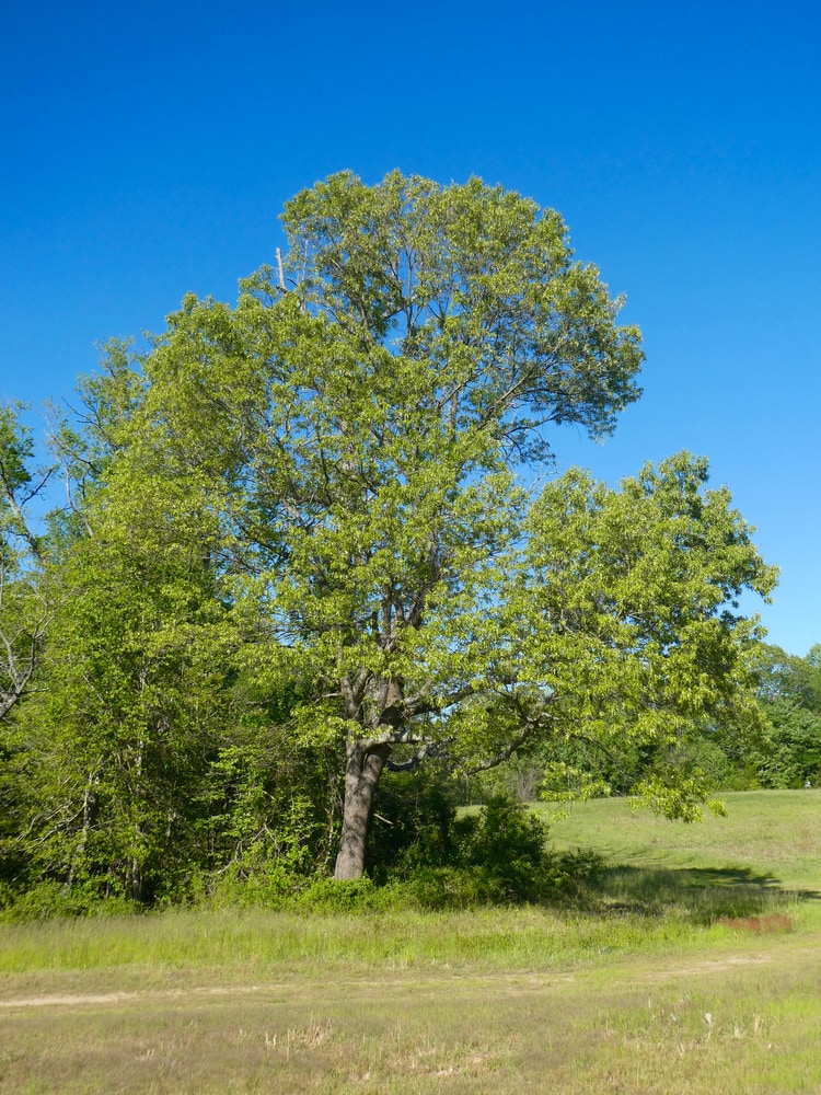 Southern Red Oak tree or Spanish oak  on a field on a sunny day.