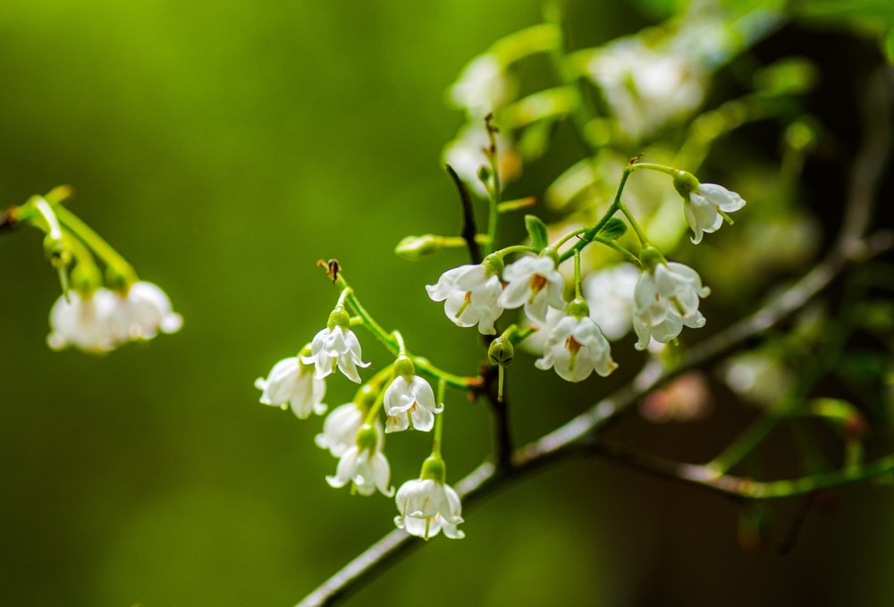 Close up of the white flowers of a sparkleberry tree