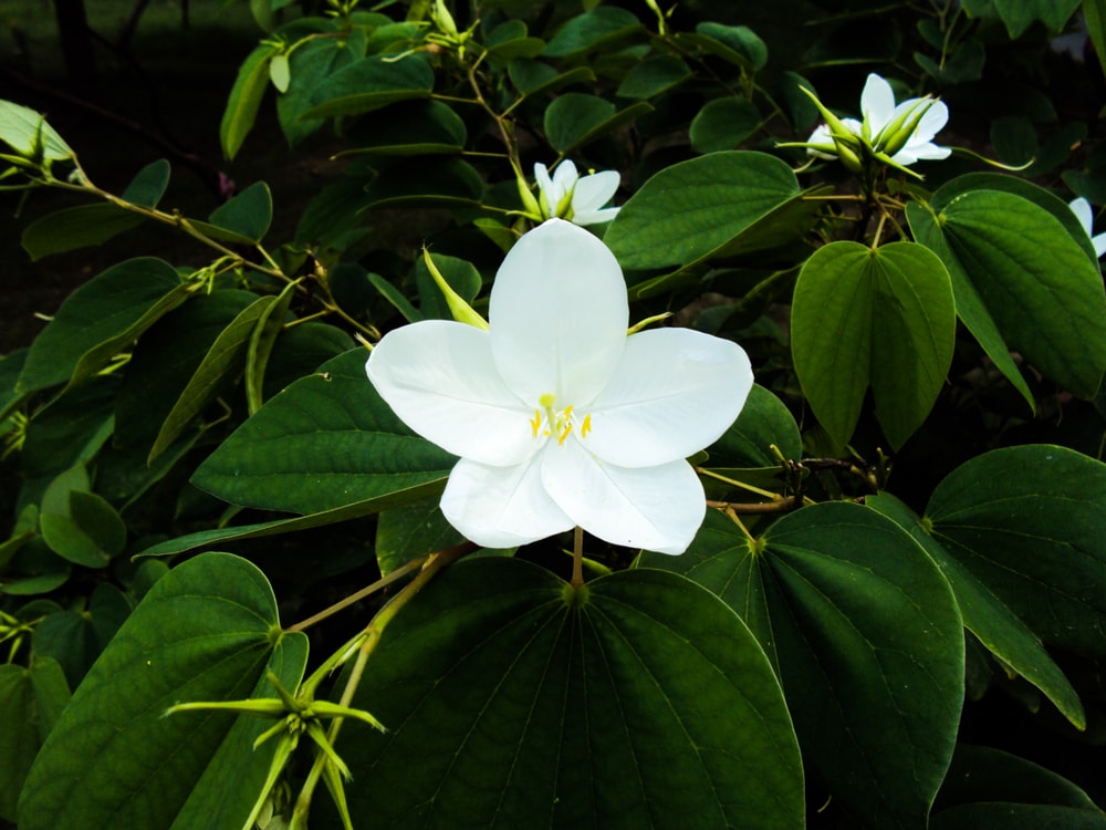 Close up of the flower of a sweetbay magnolia