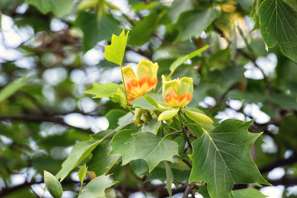 leaves and blossom of a tulip tree