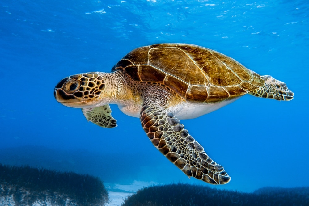Green sea turtle swimming in the ocean