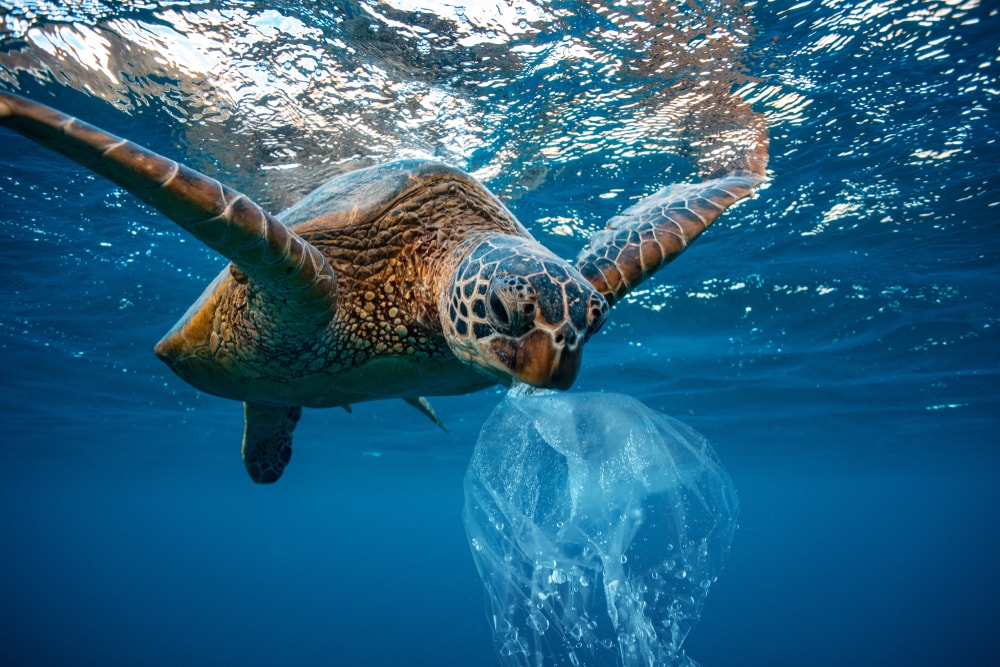 Green sea turtle with plastic in its mouth
