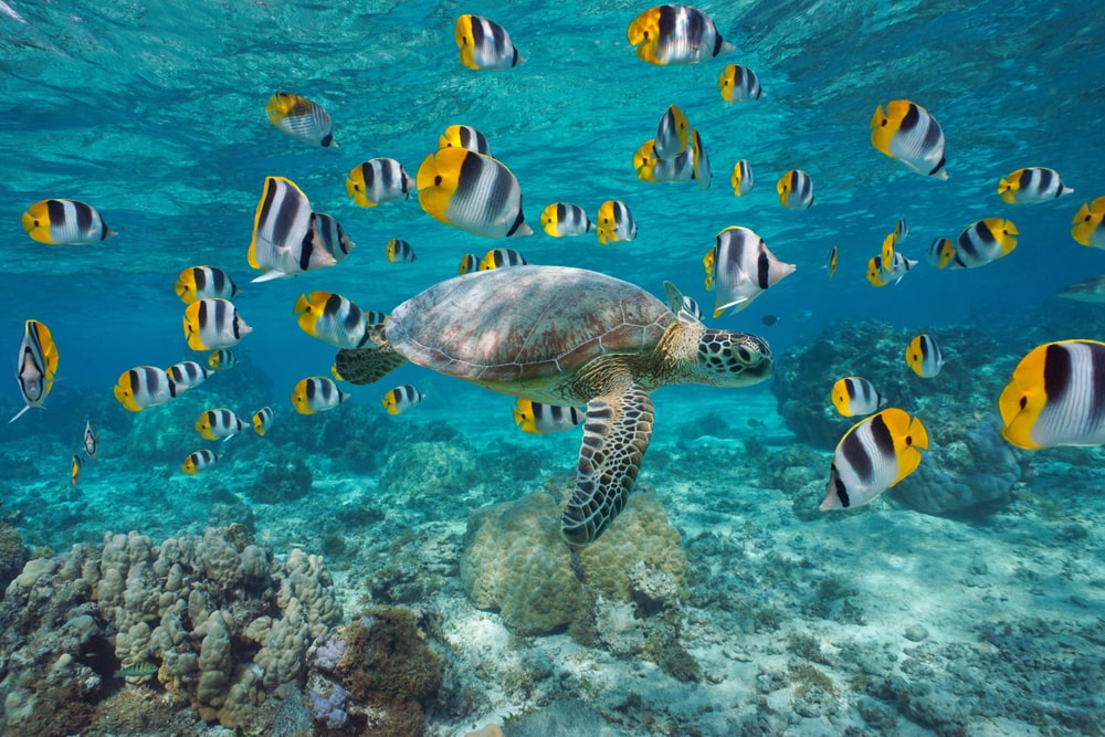 Green sea turtle swimming with fish underwater