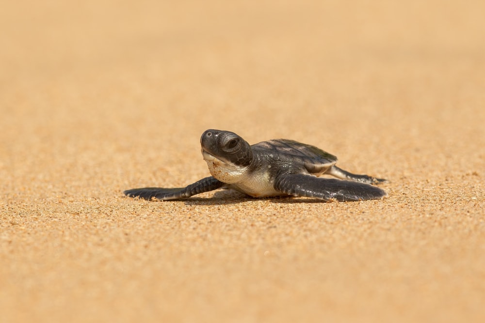 Green sea turtle walking on the sands of the ocean