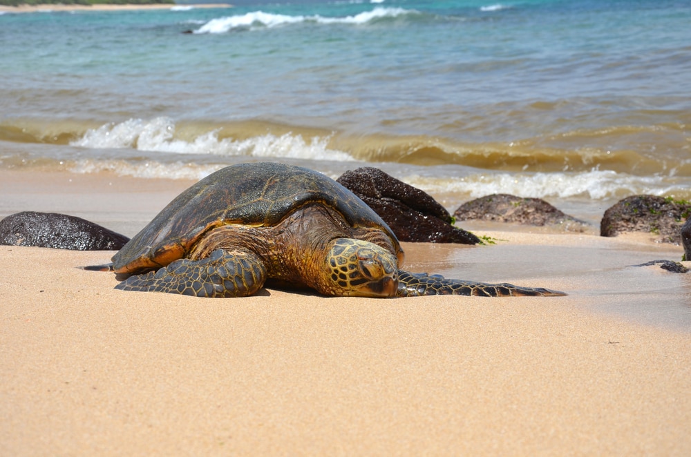 Green sea turtle walking on the side on the ocean