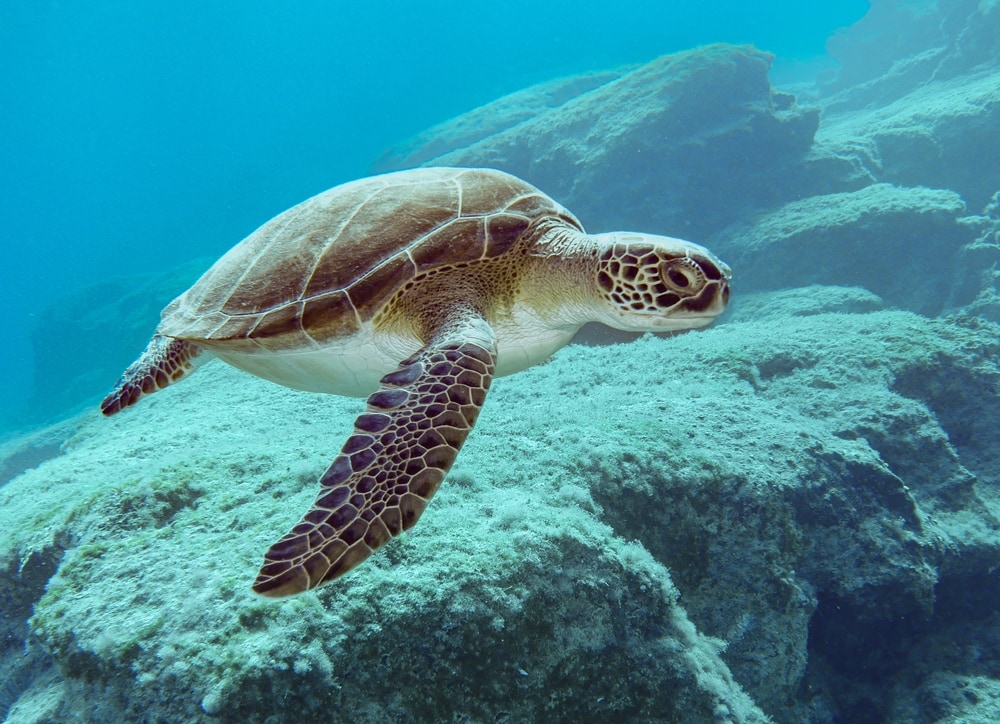 Green sea turtle swimming down the corals of the ocean