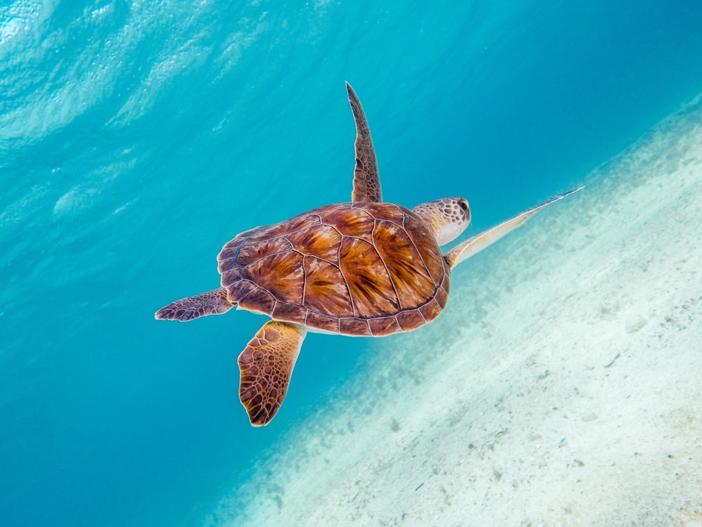 Green sea turtle going the sands of the ocean