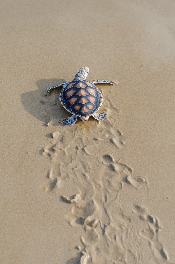Green sea turtle walking on the shore of the ocean