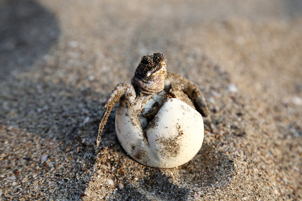 Green sea turtle going out its egg in the shore of the ocean