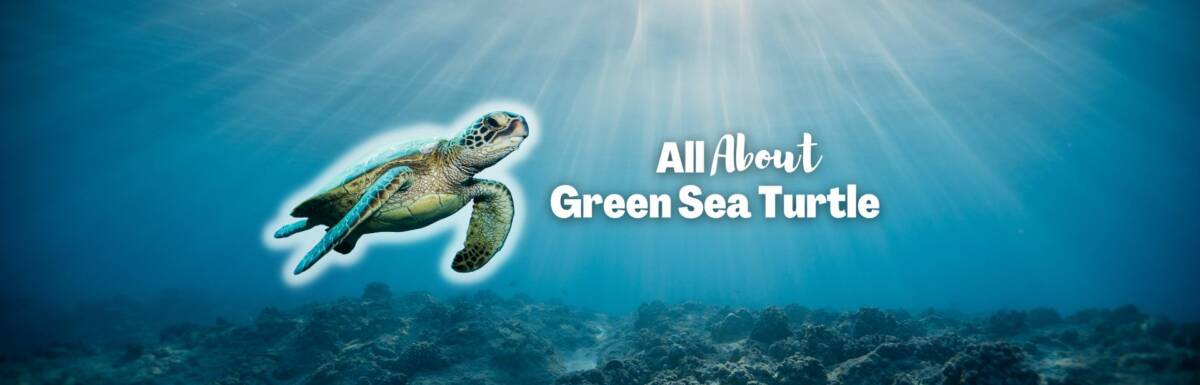 Green sea turtle featured image