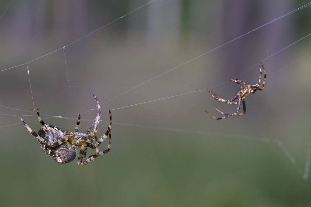 Male spider chasing a female spider on a web