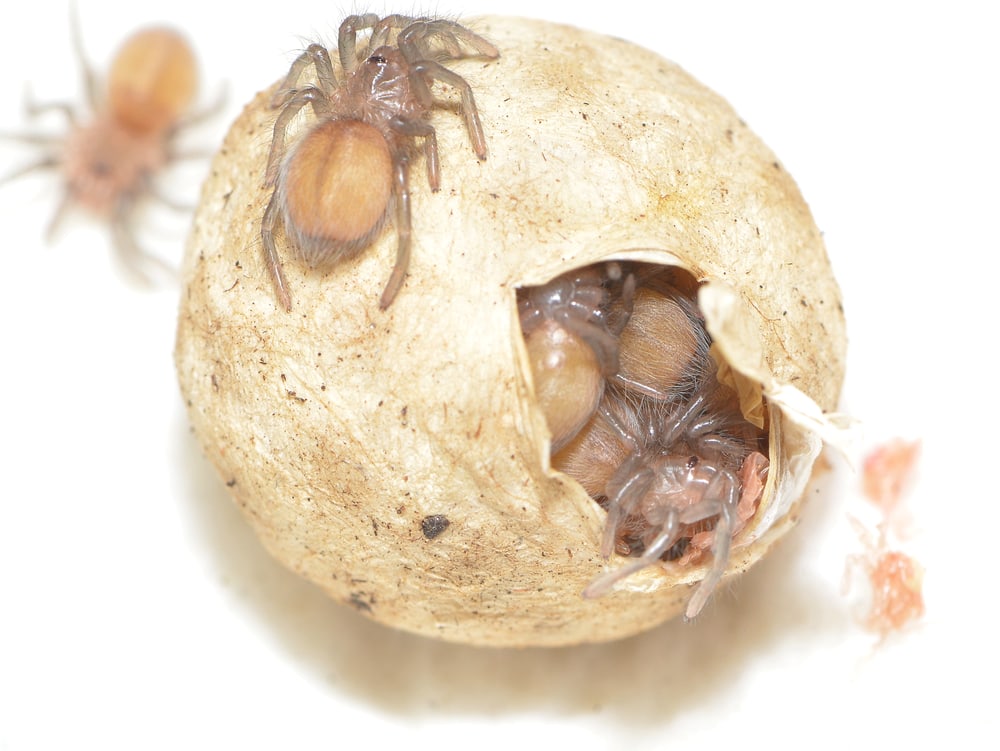 Close up photo of a newly hatched egg of a spider
