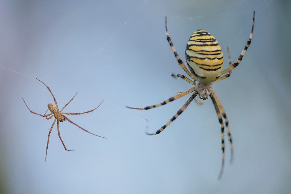 Spider and its baby going down its web