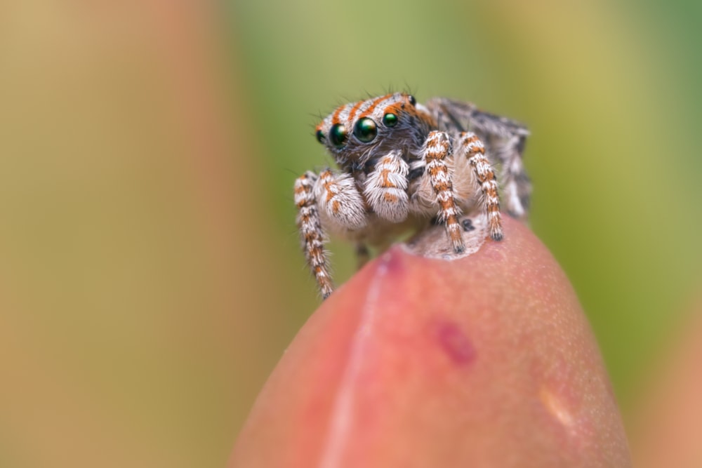 Little spider on top of a plant