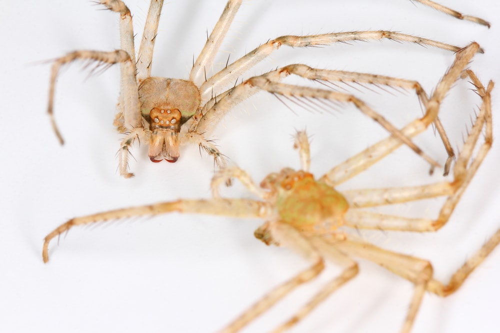 Two spiders meeting in white background