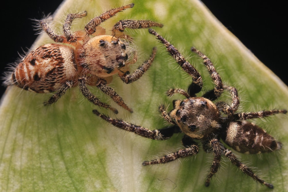 Two spiders meeting on the back of a leaf