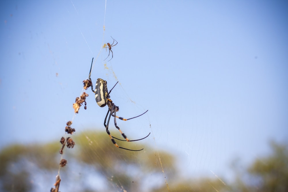 Large spider creating webs for its babies