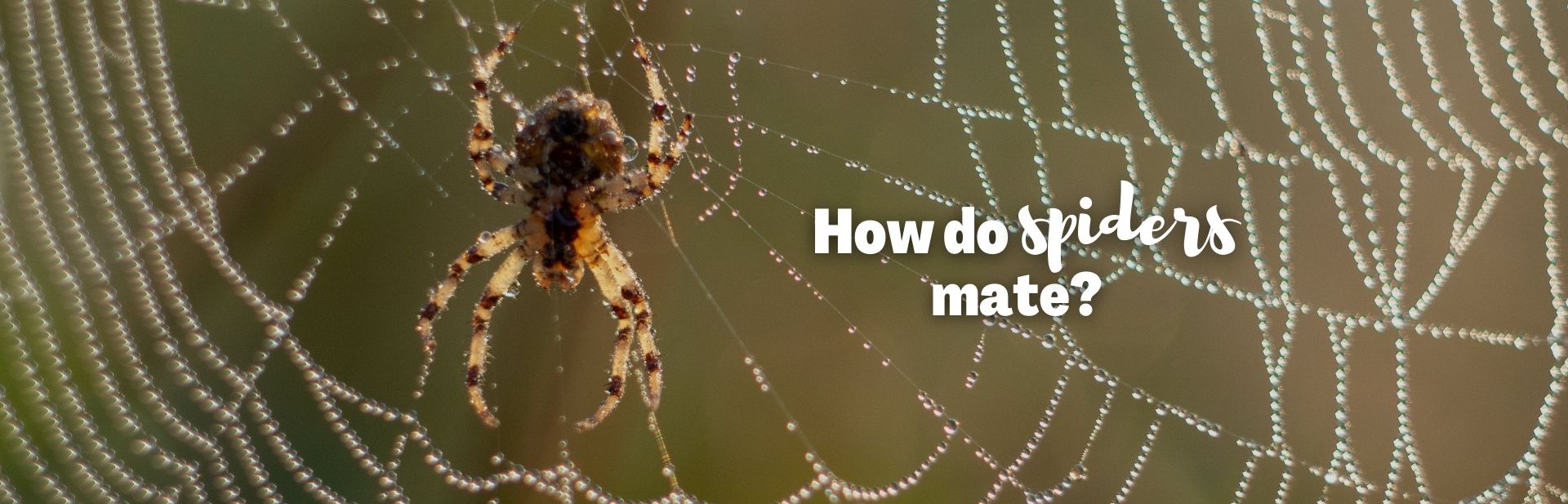 How Do Spiders Mate? From Courtship to Cannibalism