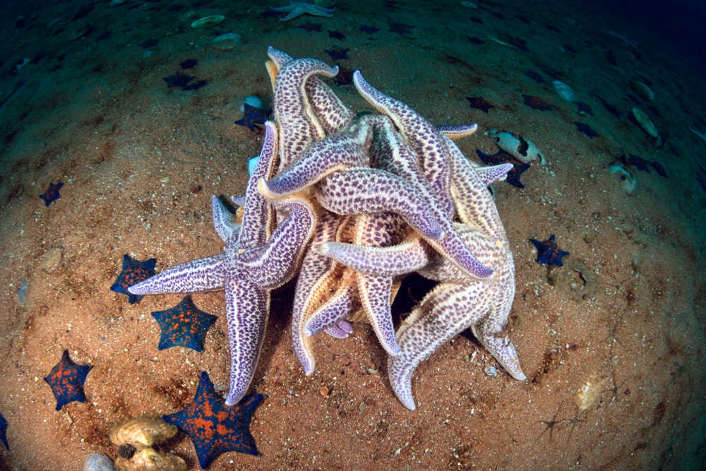 Starfish grouped together under the ocean