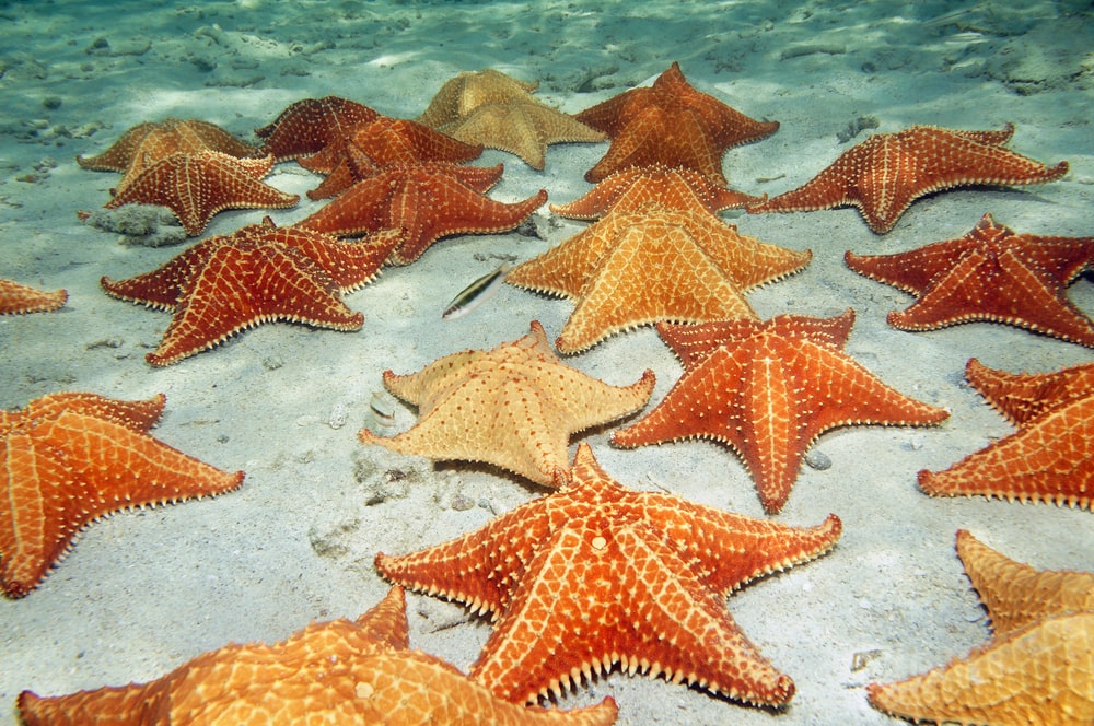 Group of Starfish laying underwater