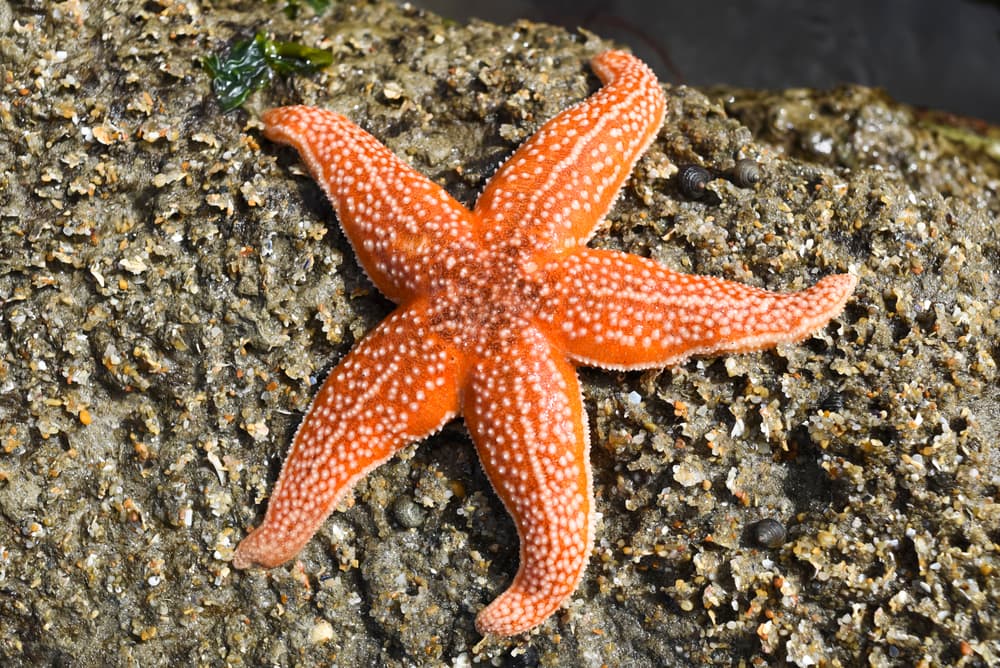 Starfish laying on a coral