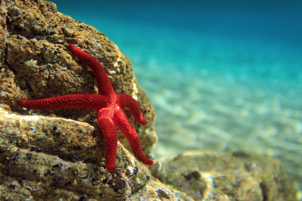Starfish sticking on the coral