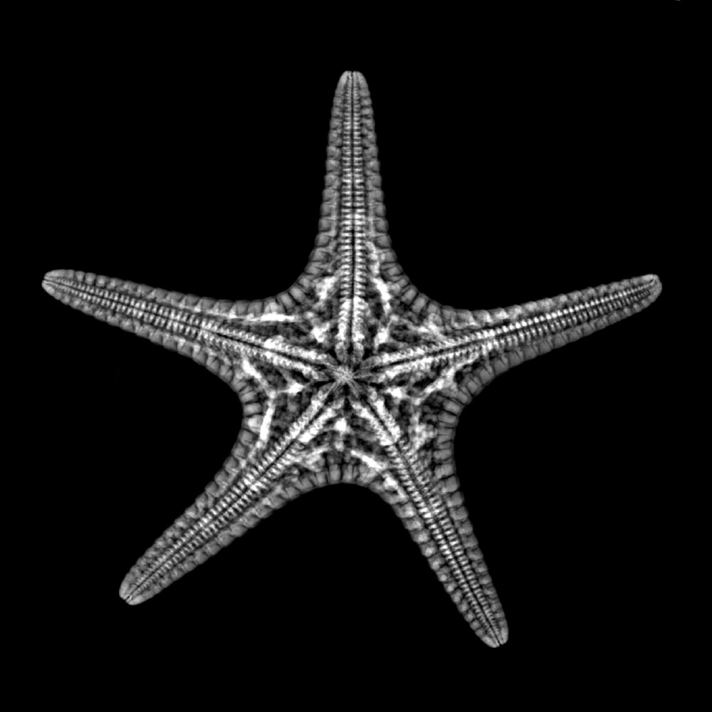 Skeleton of a starfish in black background