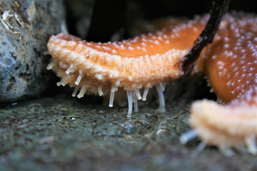 Close-up photo of the tube feet of a starfish