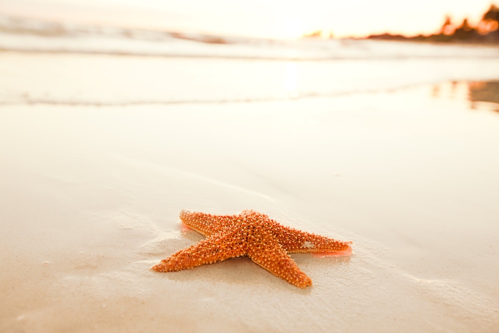 Starfish laying on the shore of a beach
