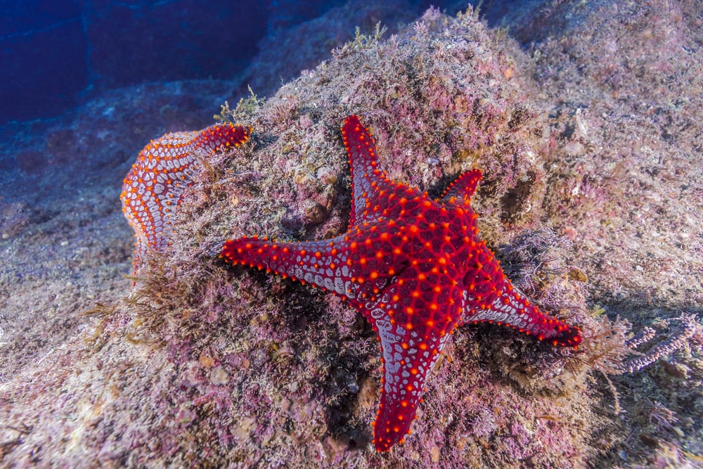 Starfish hugging a dead coral