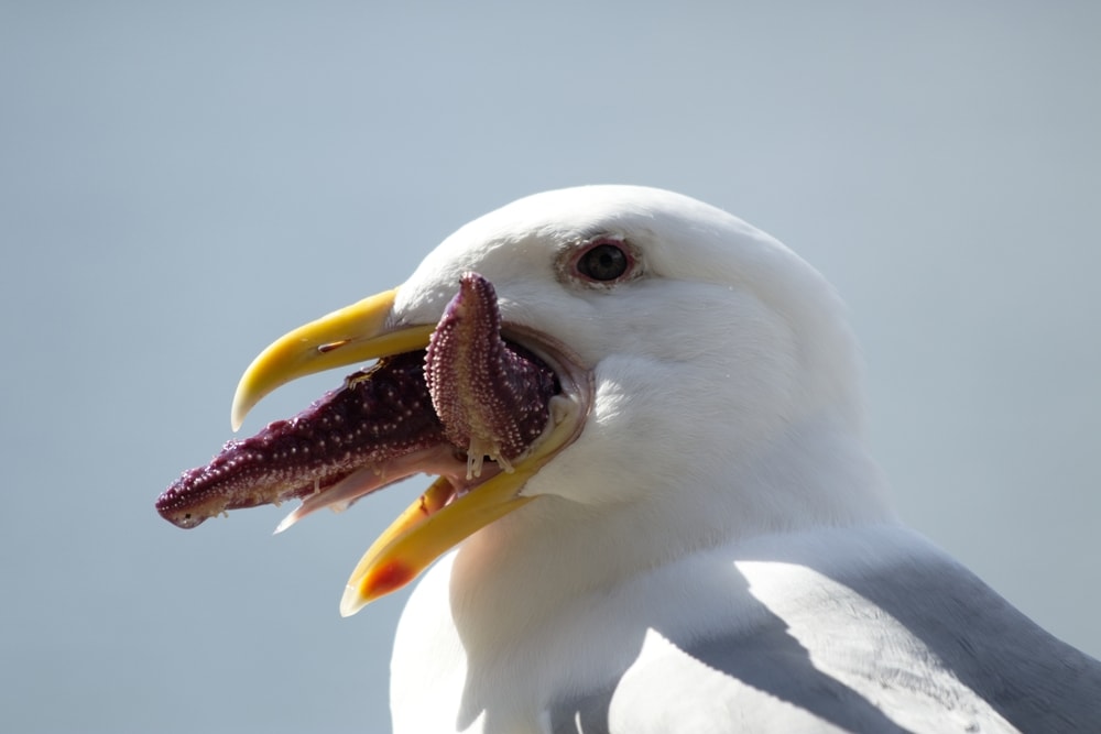 Bird with starfish on its mouth