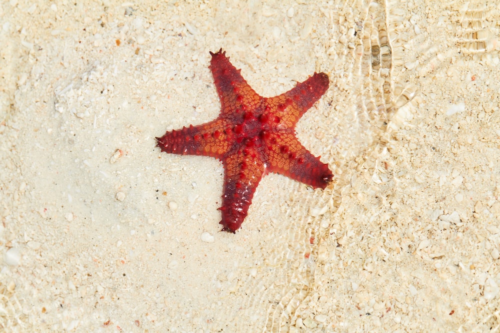 Starfish laying on a white sand