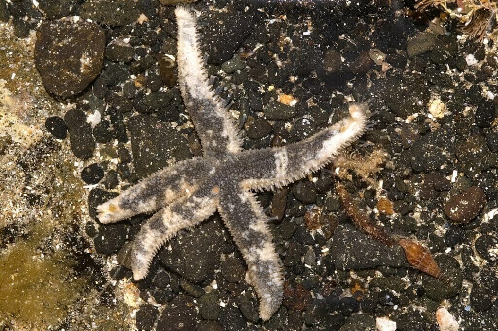 Starfish laying on stone with its eggs