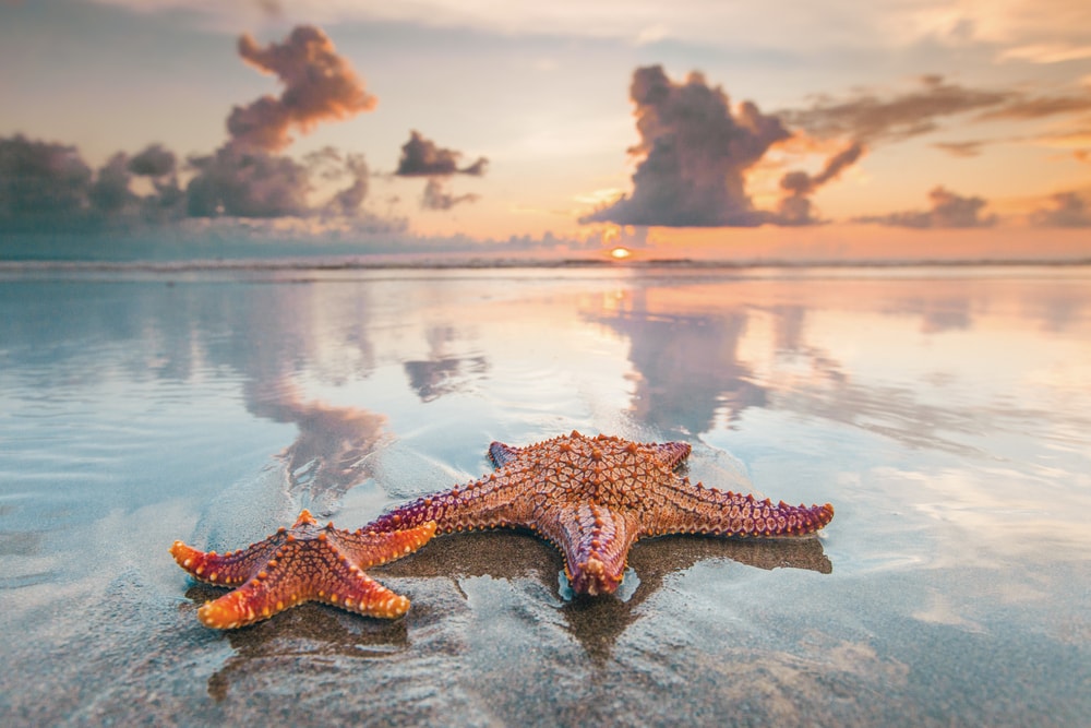 Starfish laying on the shore of the ocean