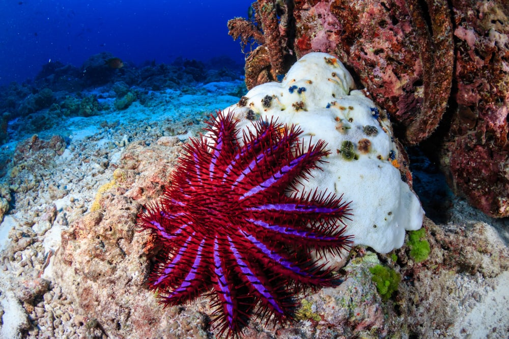 Starfish hugging a stone under the water