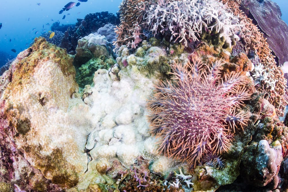 Starfish fertilizing inside a coral
