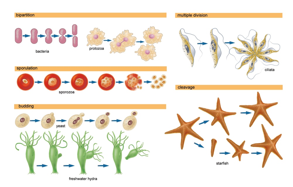 Asexual reproduction of Starfish in an illustration