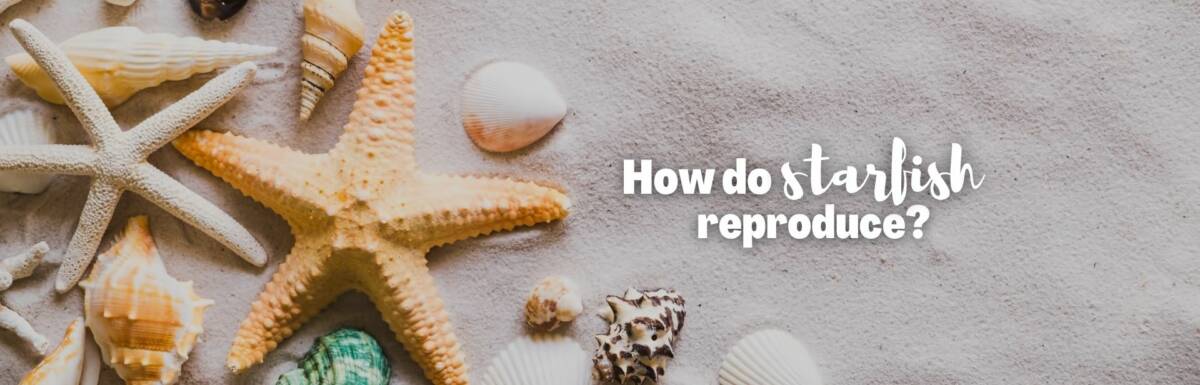 How do starfish reproduce featured image